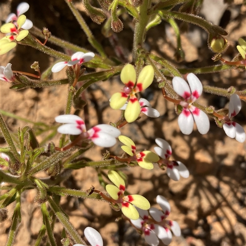 Stylidium pycnostachyum