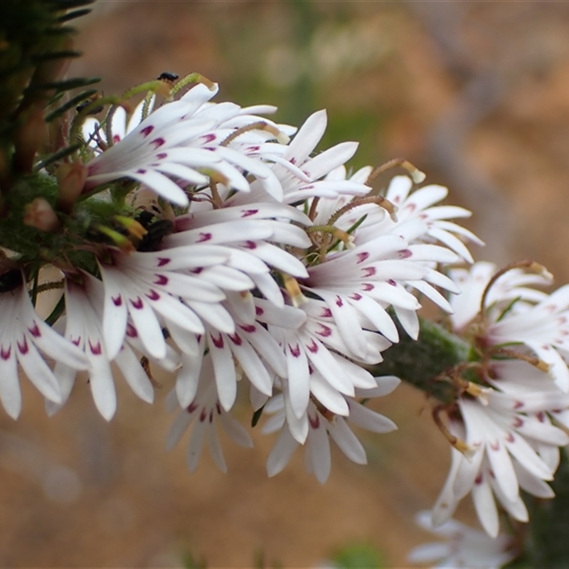 Goodenia fasciculata