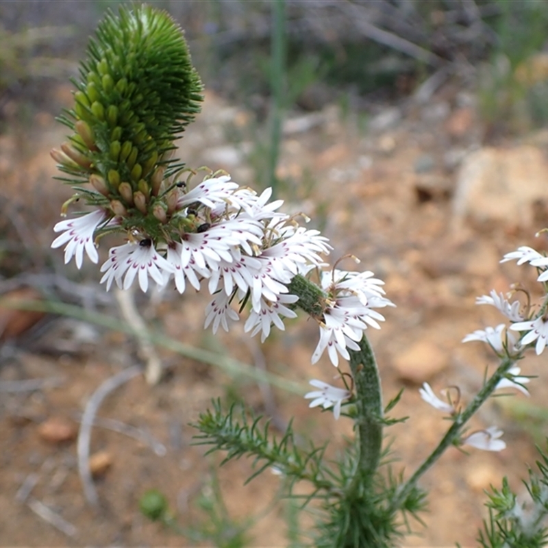 Goodenia fasciculata