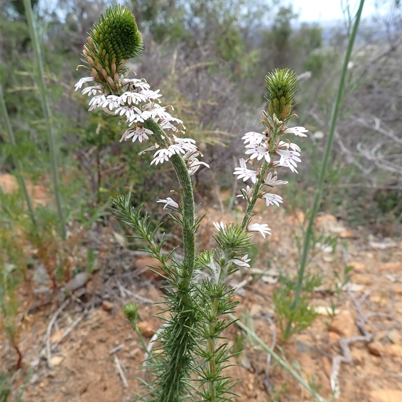 Goodenia fasciculata