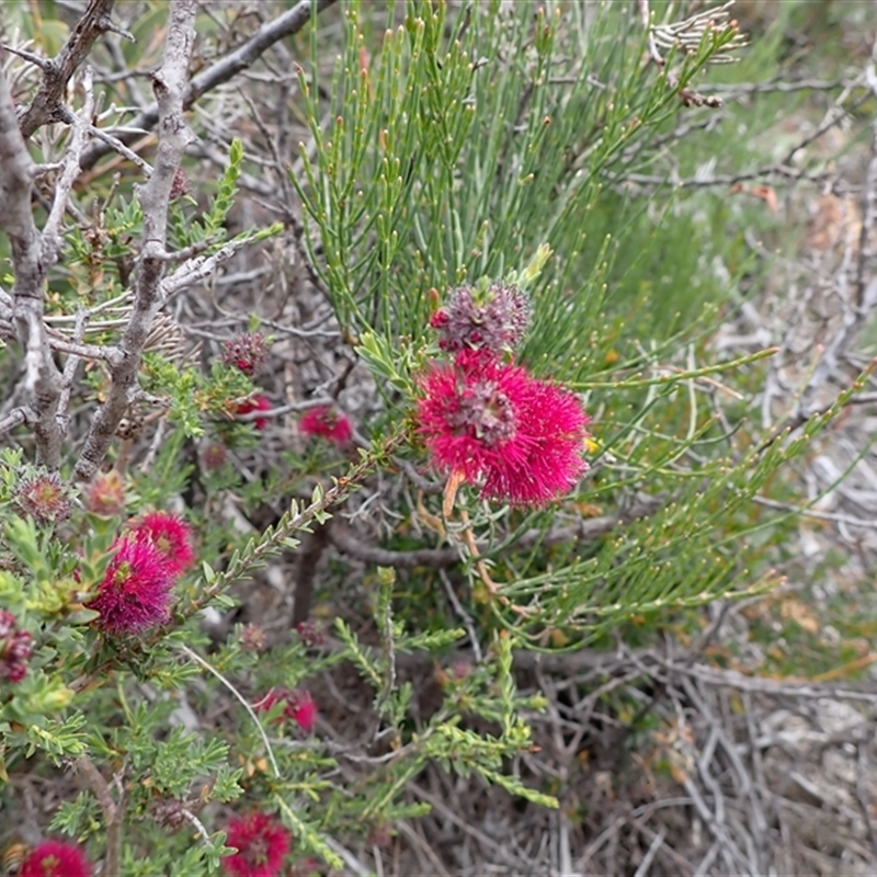 Beaufortia purpurea