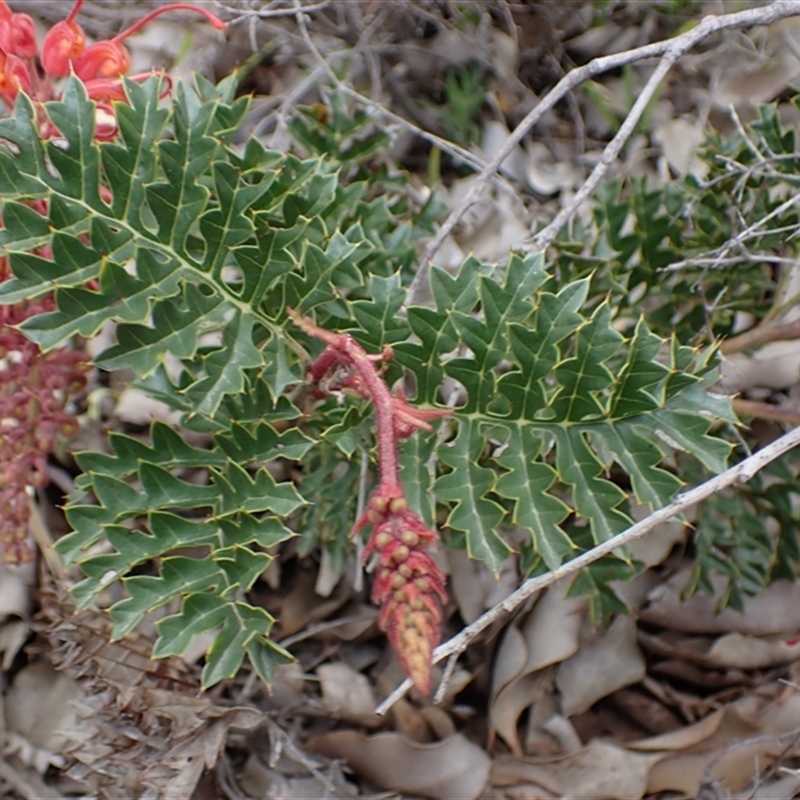 Grevillea bipinnatifida