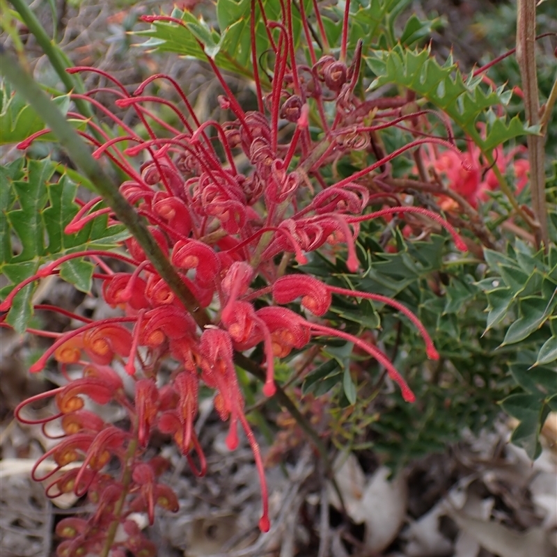 Grevillea bipinnatifida