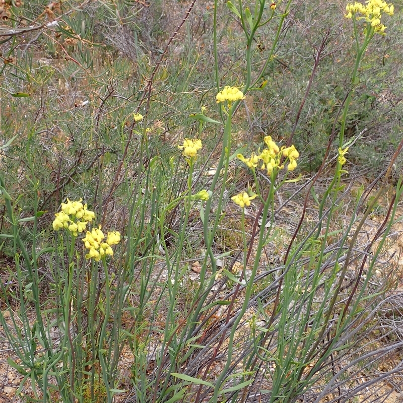 Glischrocaryon aureum