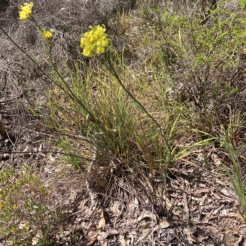 Glischrocaryon aureum