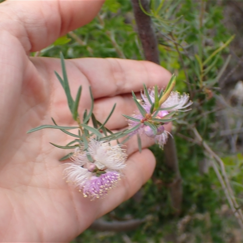 Melaleuca radula