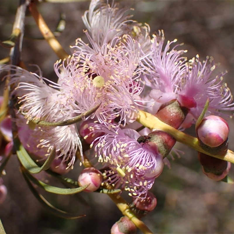 Melaleuca radula