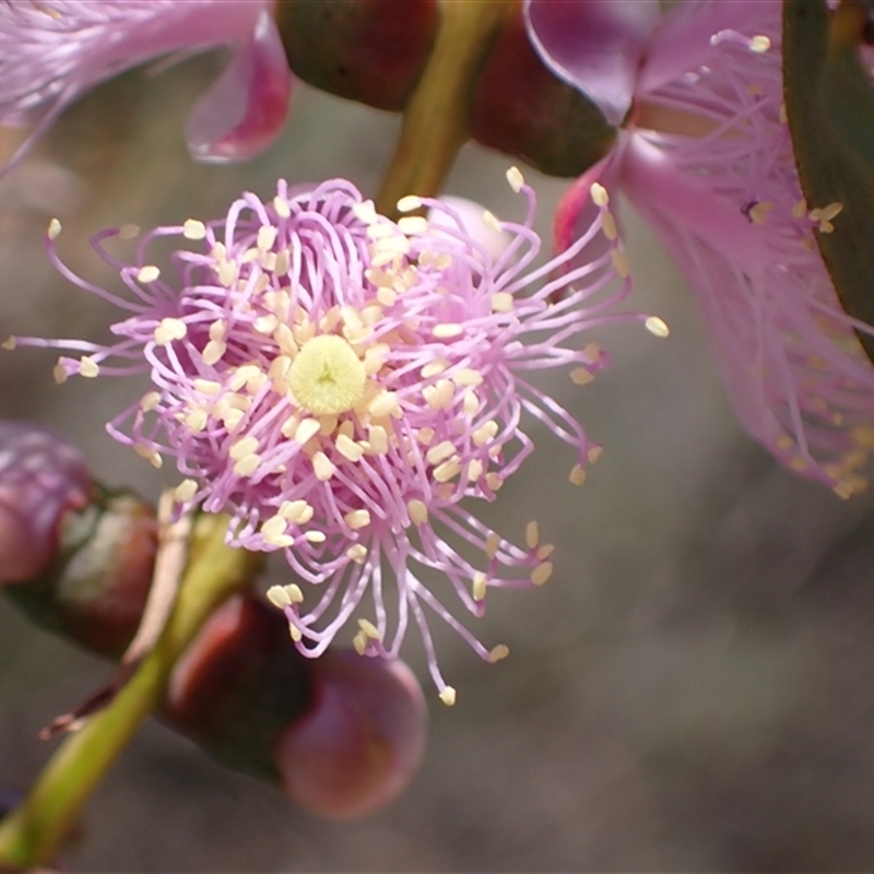 Melaleuca radula