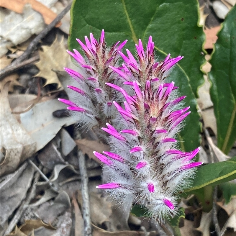 Ptilotus manglesii