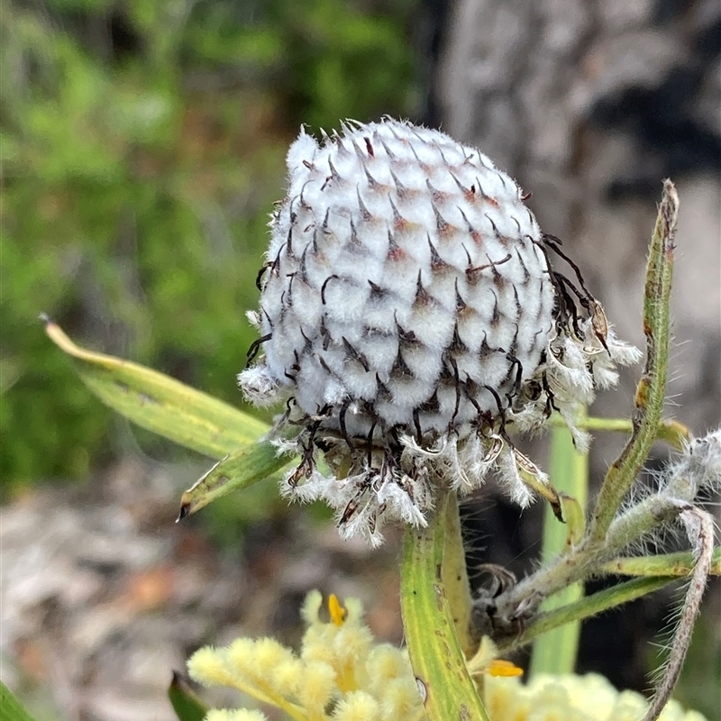 Isopogon sphaerocephalus subsp. sphaerocephalus