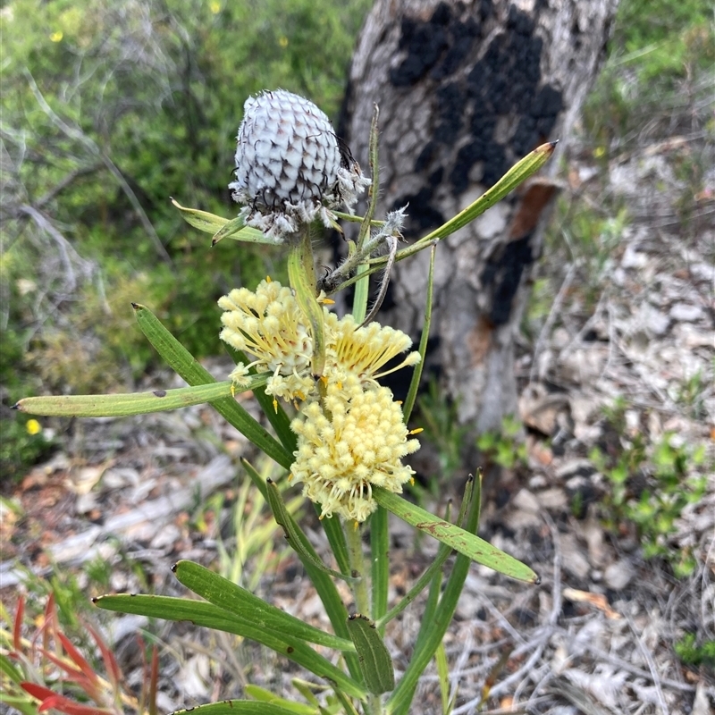 Isopogon sphaerocephalus subsp. sphaerocephalus