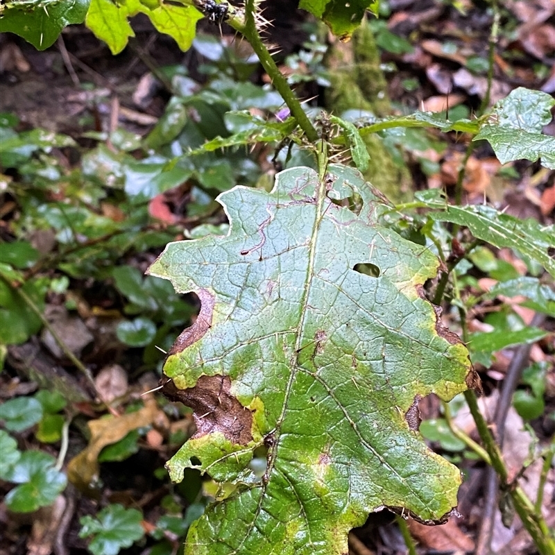 Solanum inaequilaterum