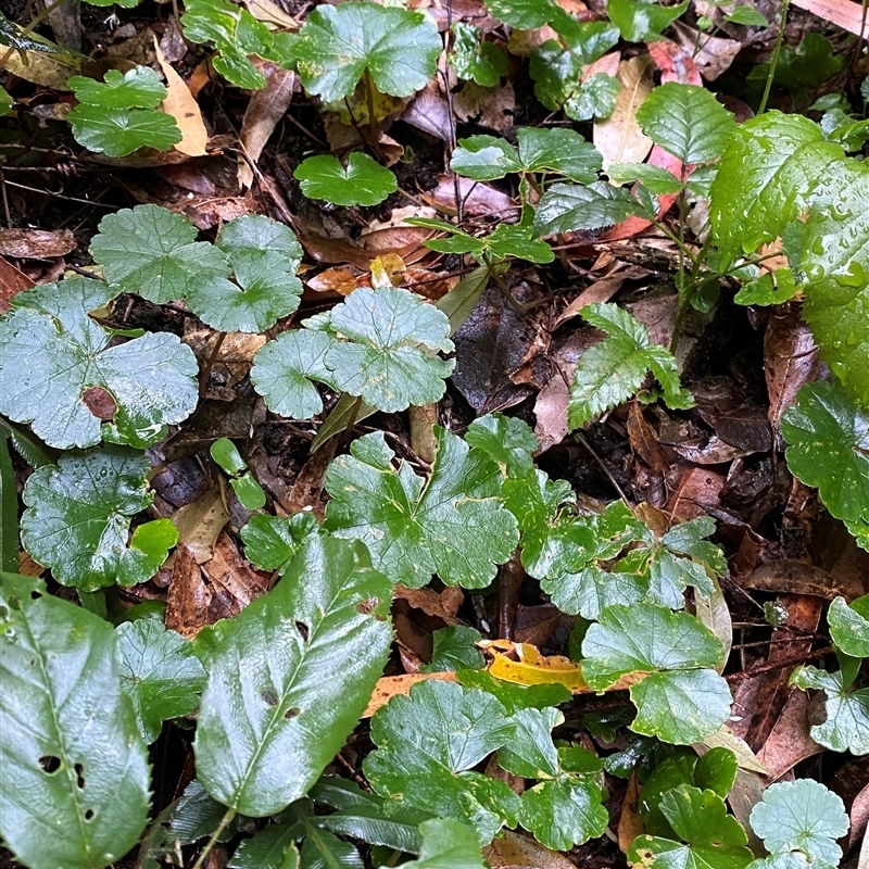 Hydrocotyle pedicellosa