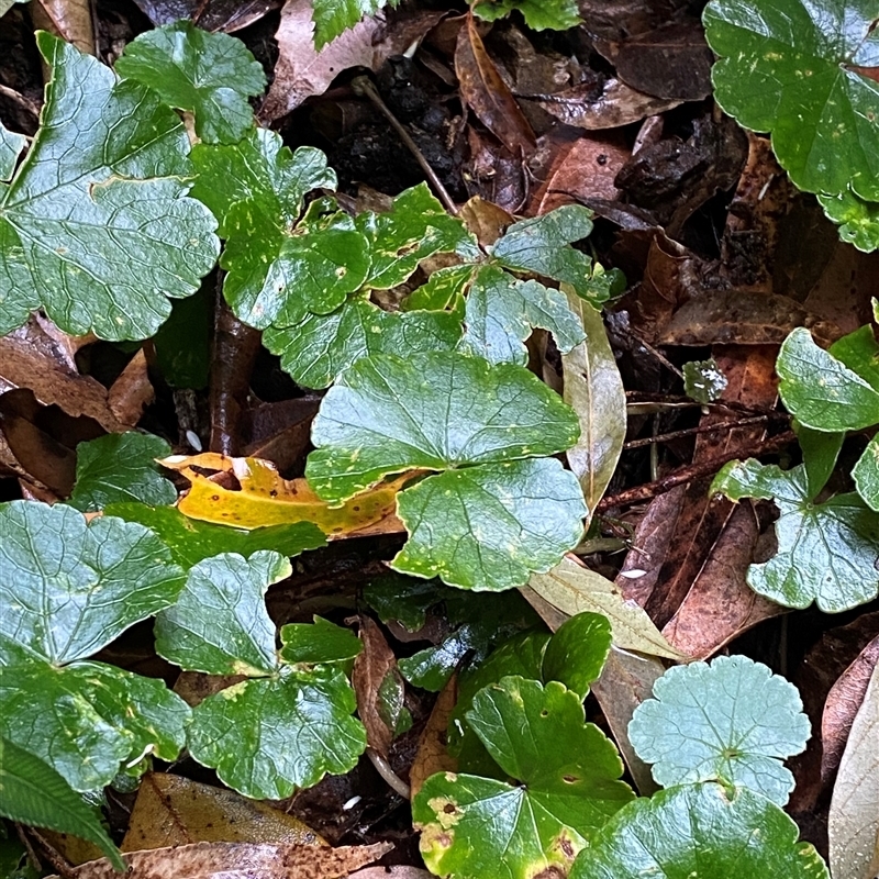 Hydrocotyle pedicellosa