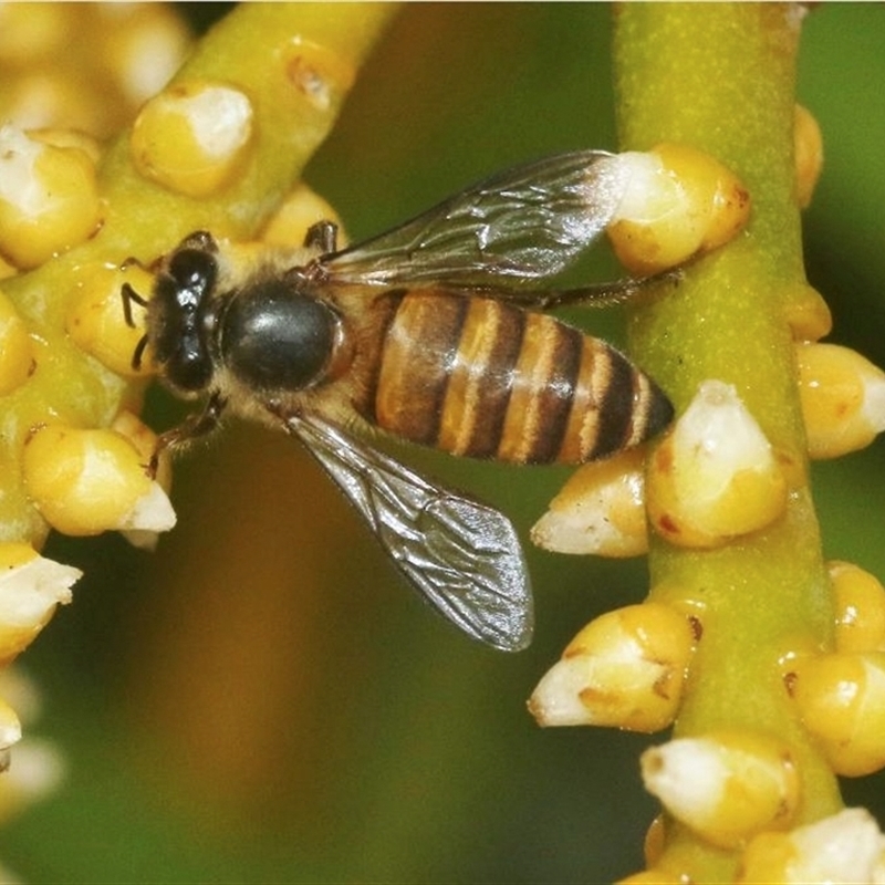 Apis cerana