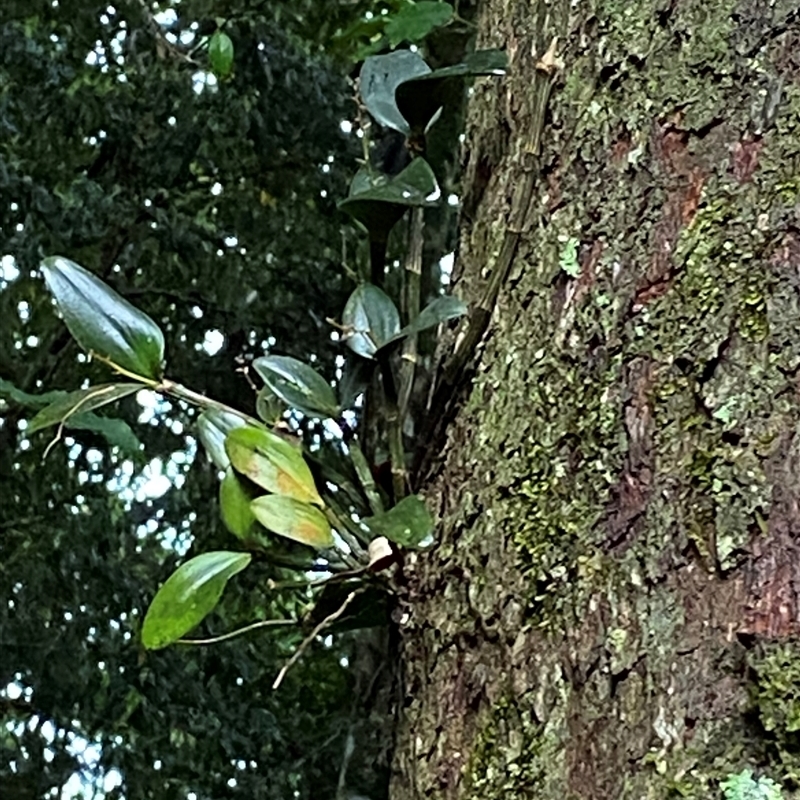 Dendrobium radiatum