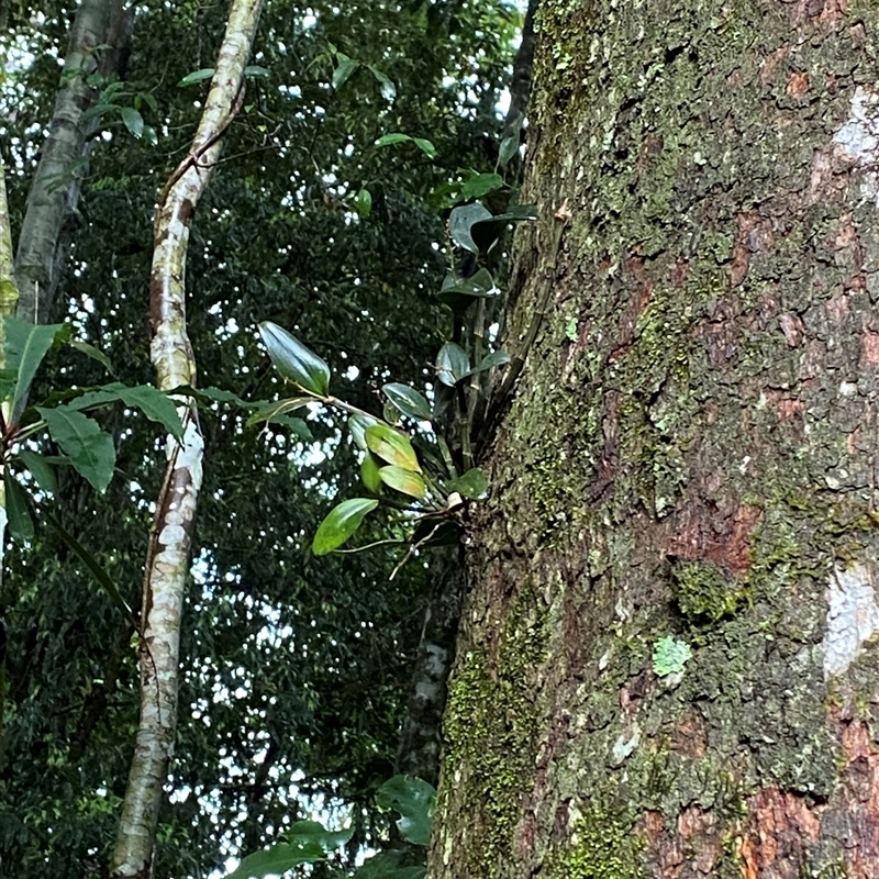 Dendrobium radiatum