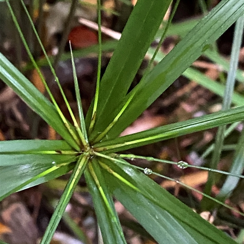 Cyperus filipes