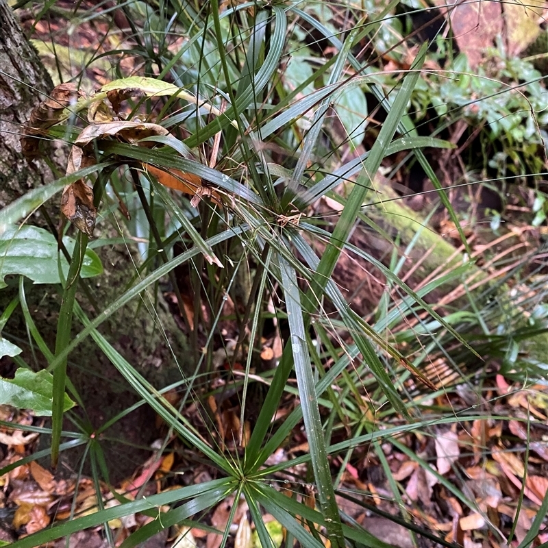 Cyperus filipes