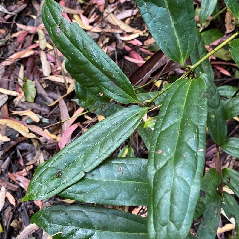 Ripogonun discolor