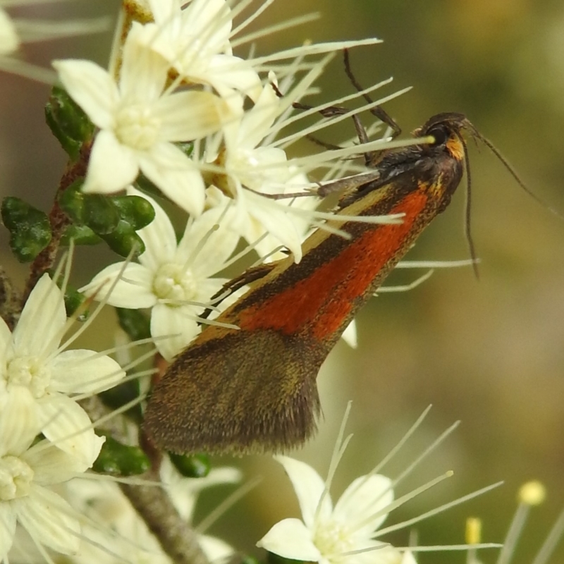 Philobota sp. ANIC115