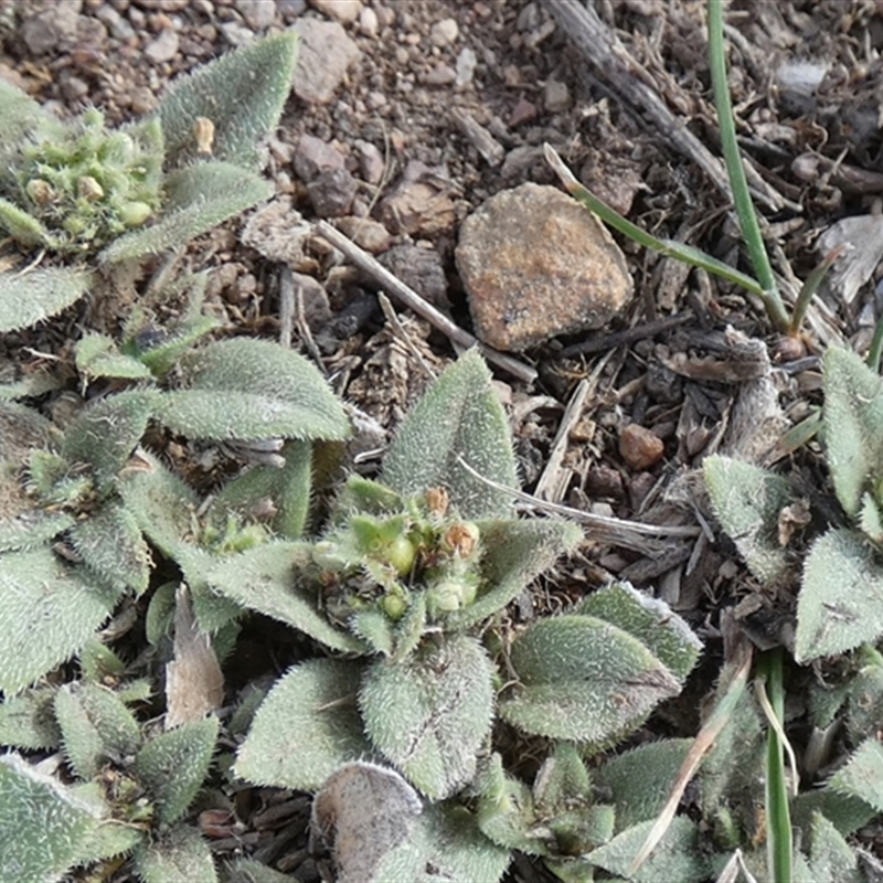 Croton setigerus