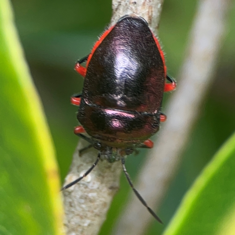 Lampromicra aerea