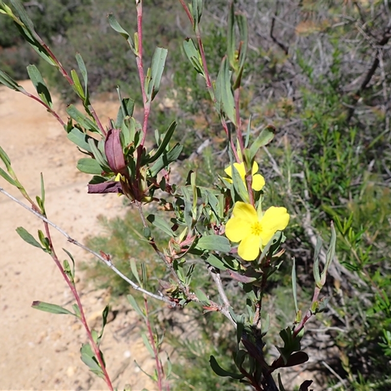 Hibbertia subvaginata