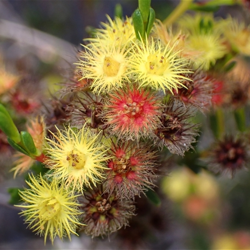 Verticordia ascerosa