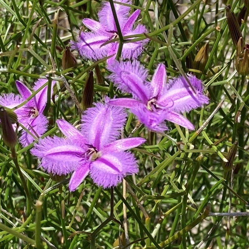 Thysanotus dichotomus