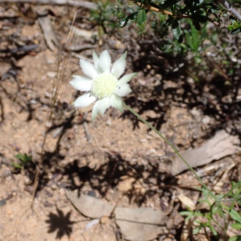 Actinotus leucocephalus