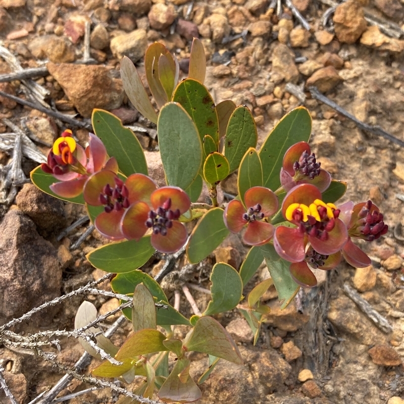 Daviesia oppositifolia