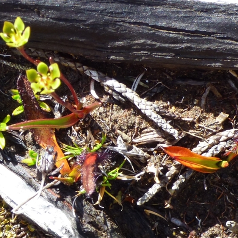 Drosera murfetii