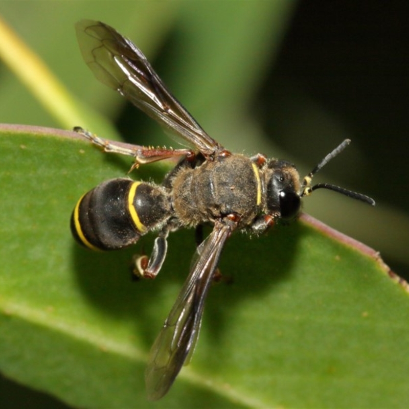 Austrogorytes bellicosus