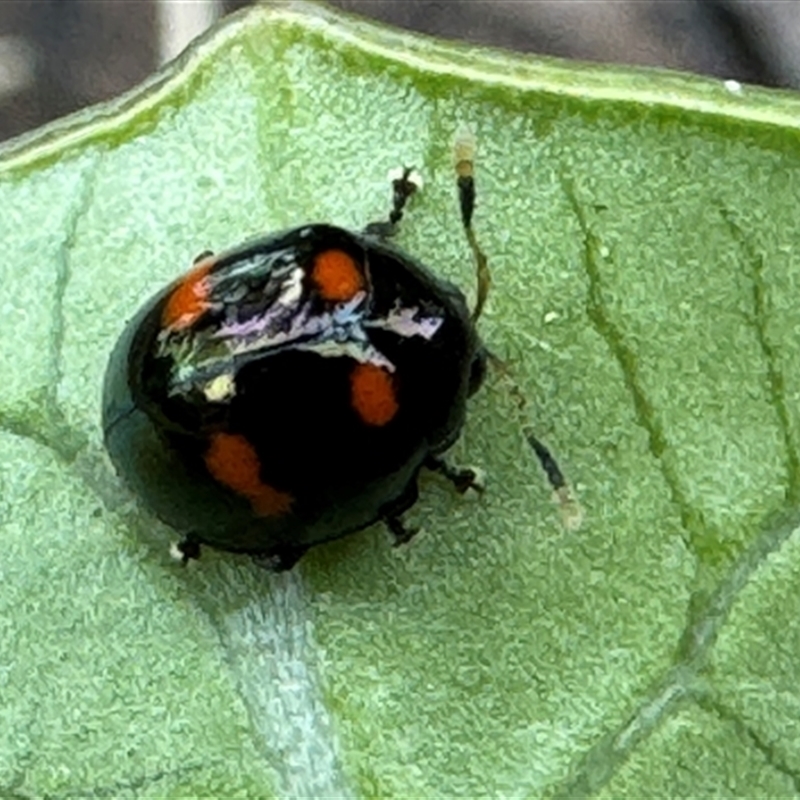 Halticorcus platycerii