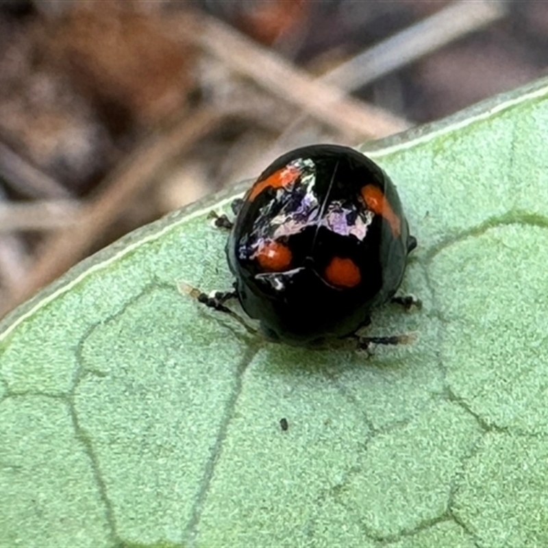 Halticorcus platycerii