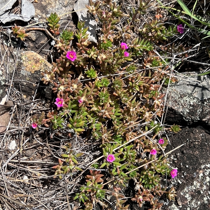 Portulaca pilosa