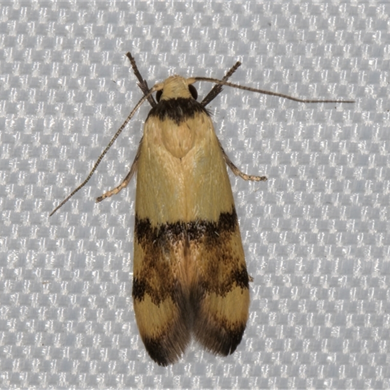 Temnogyropa stenomorpha