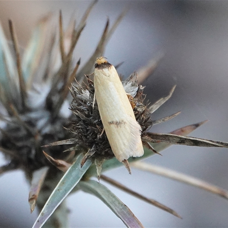 Eulechria xuthophylla