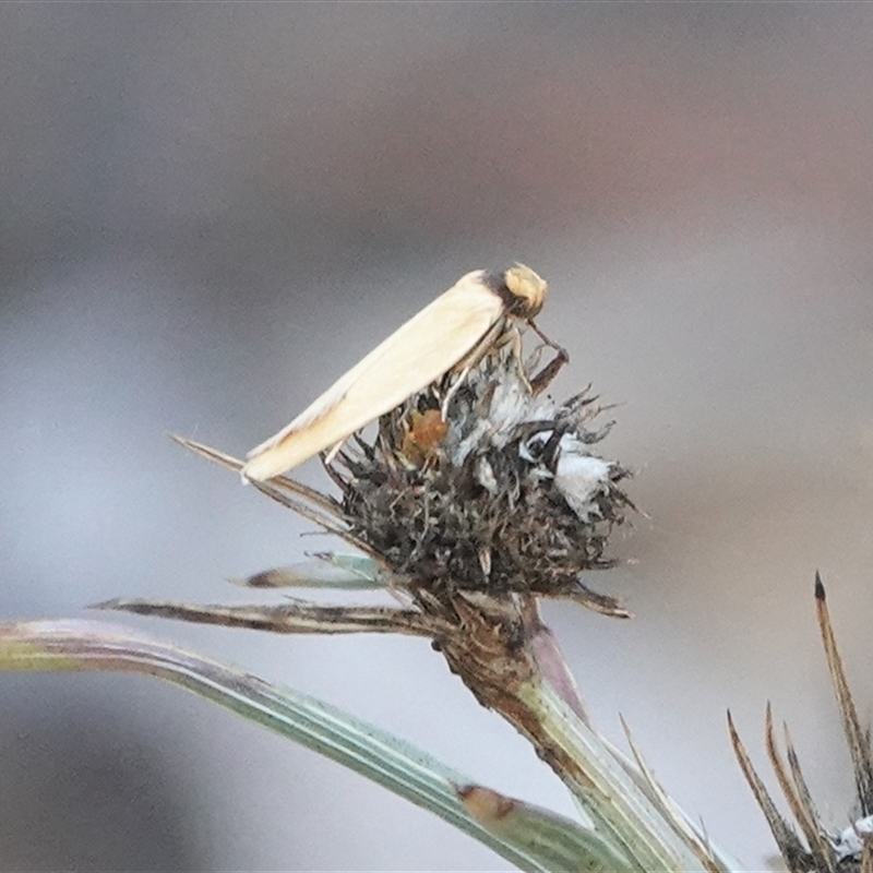 Eulechria xuthophylla