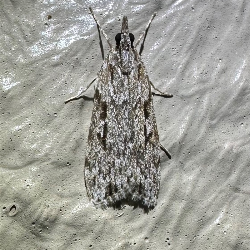 Scoparia plagotis