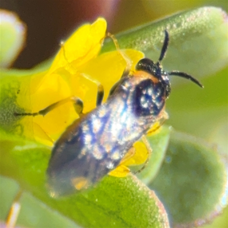 Schizocerella pilicornis