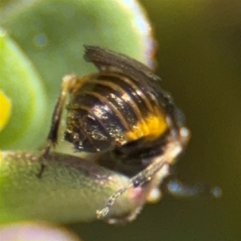 Schizocerella pilicornis