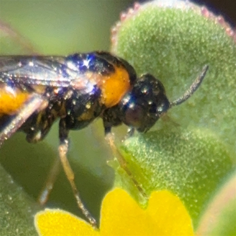 Schizocerella pilicornis