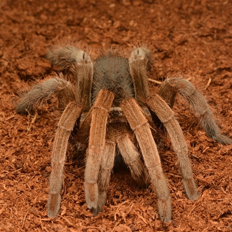 Selenotypus sp.