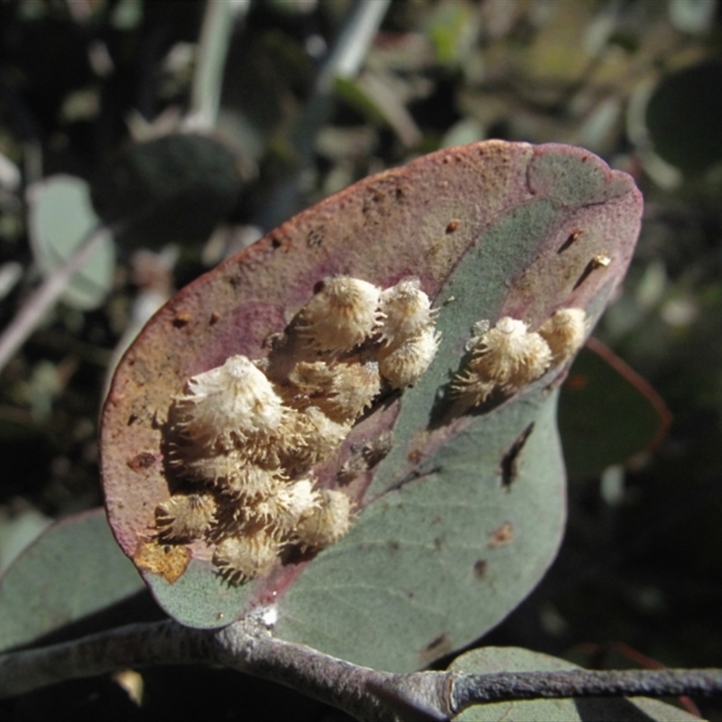 Cardiaspina sp. (genus)