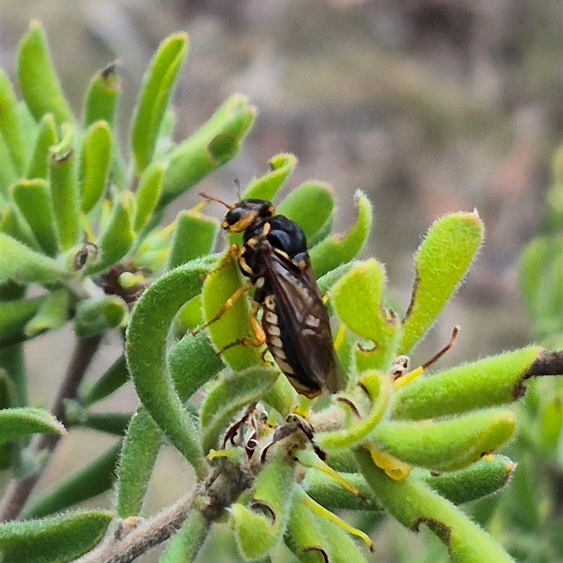 Xyloperga amenaida