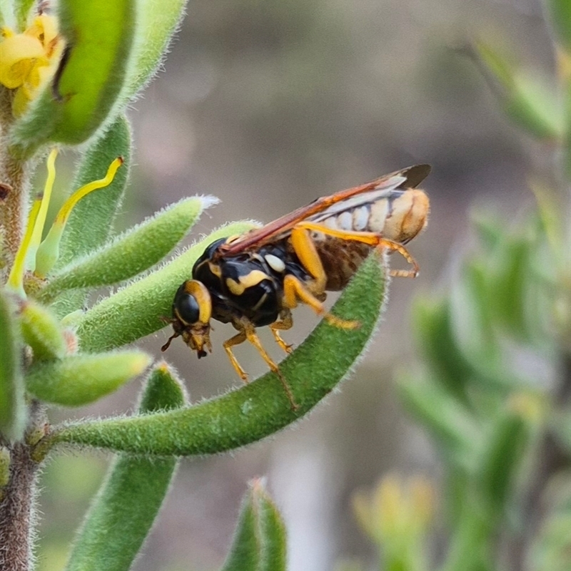 Xyloperga amenaida