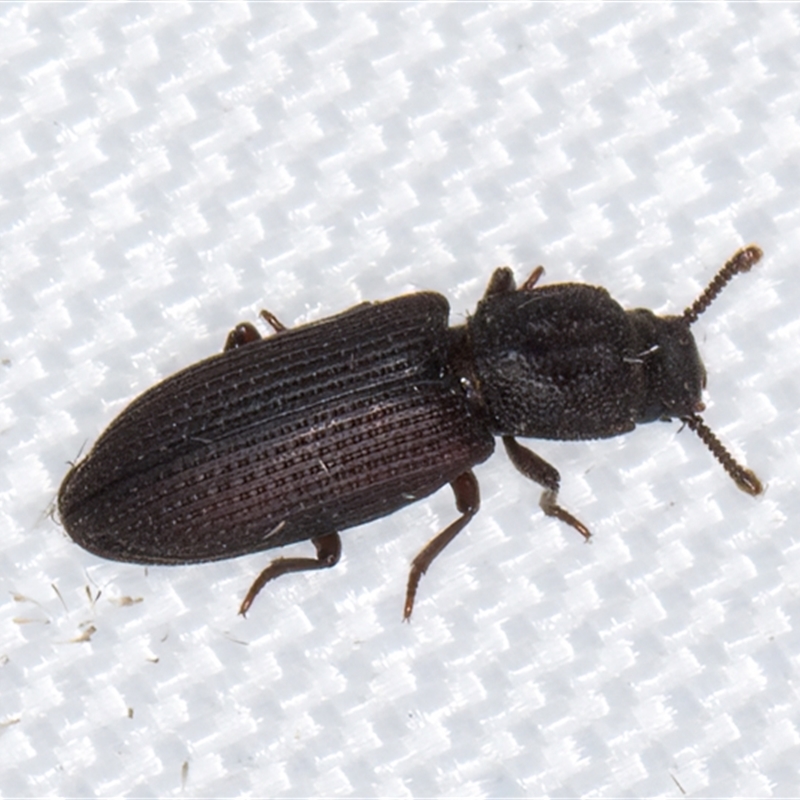 Pycnomerus (genus)