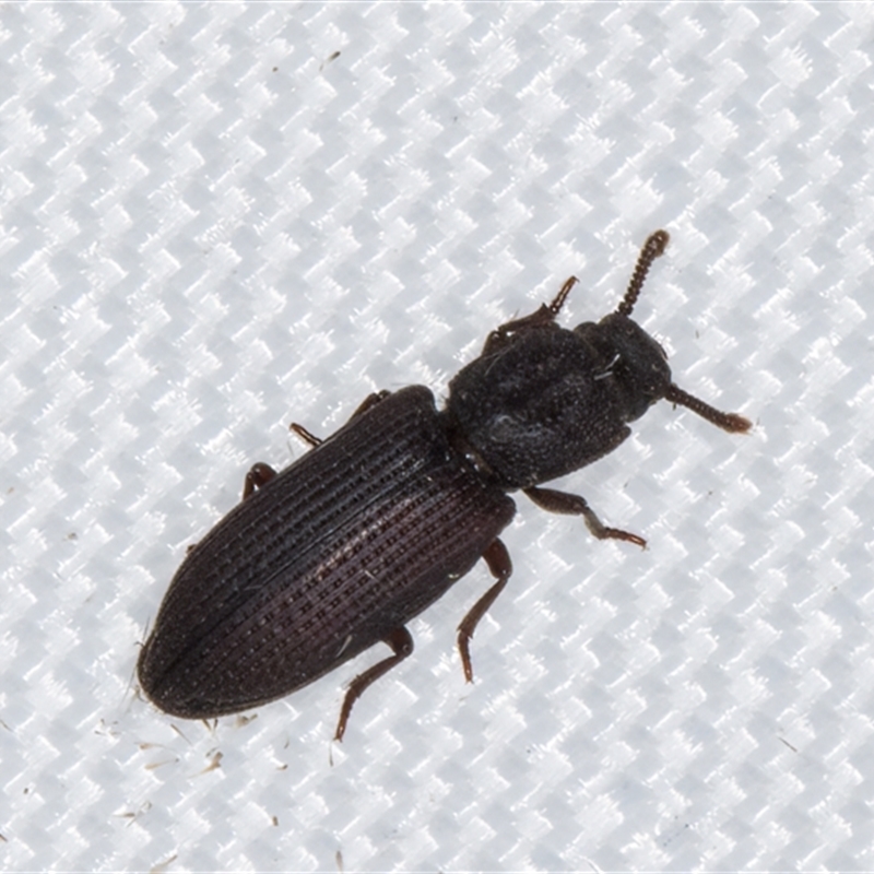 Pycnomerus (genus)